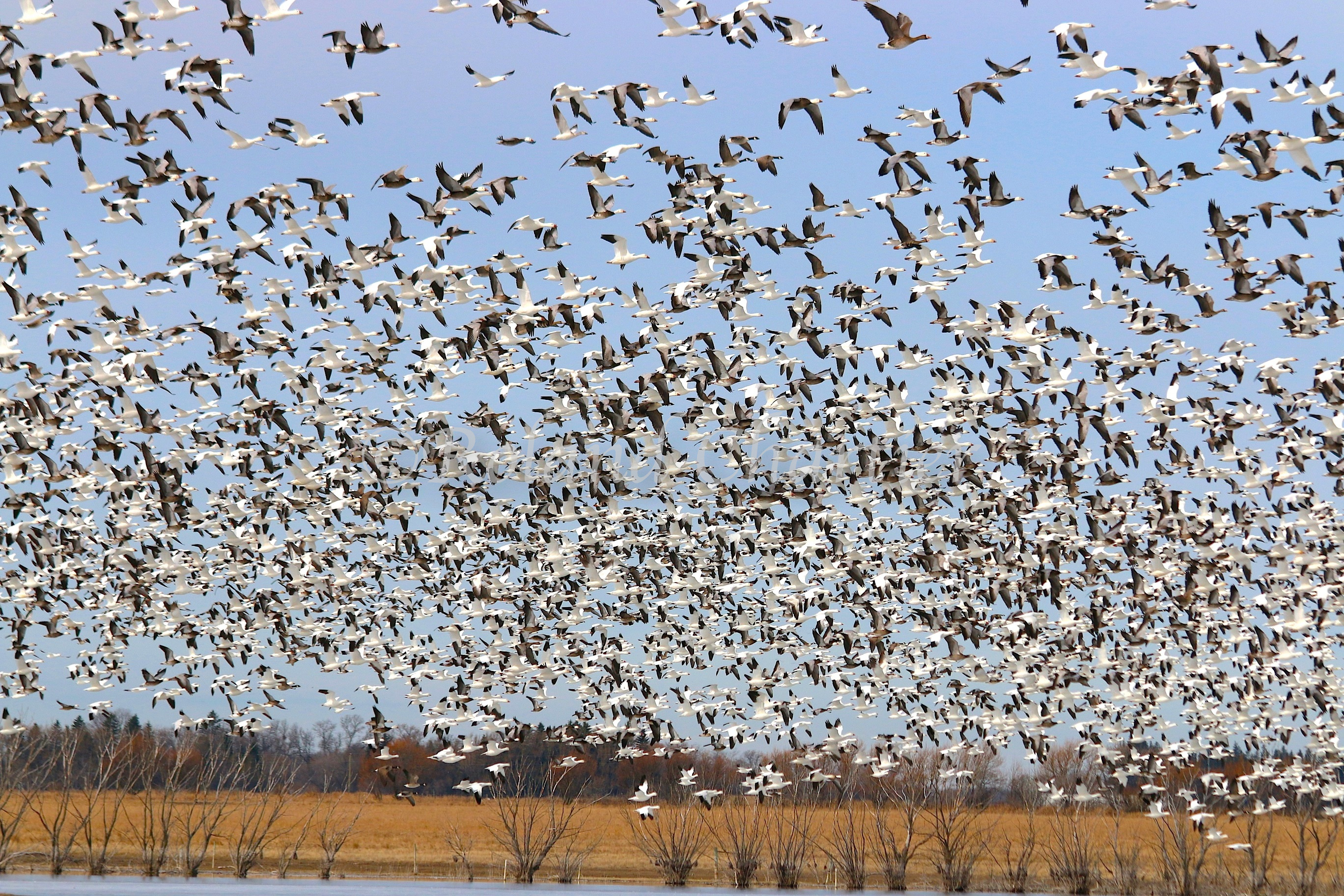 A large flock of white ducks taking flight from a marsh